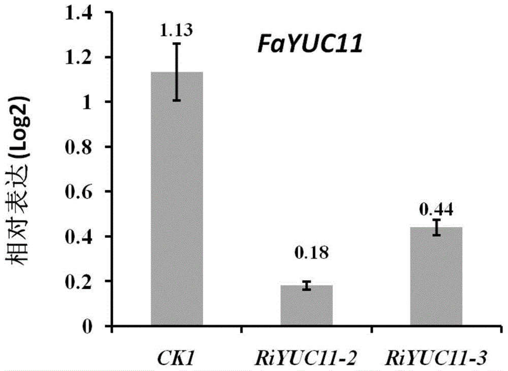 Strawberry auxin synthesis rate-limiting enzyme fayuc11 gene and its application