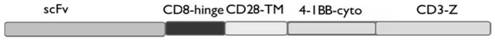 Human mesothelin chimeric antigen receptor, its T cell, its preparation method and application