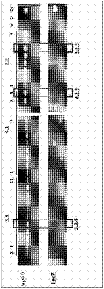 Parapoxvirus expressing the vp60 major capsid protein of the rabbit haemorrhagic disease virus