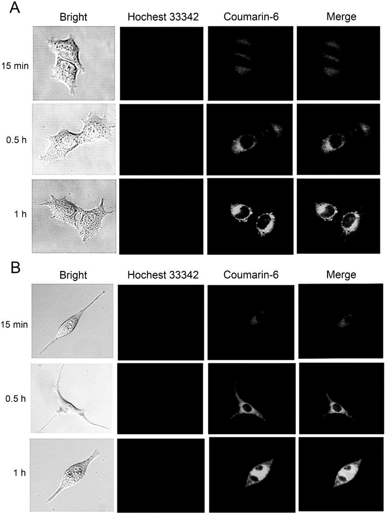 Carmustine supported glioma targeted polymer micelle and preparation method thereof