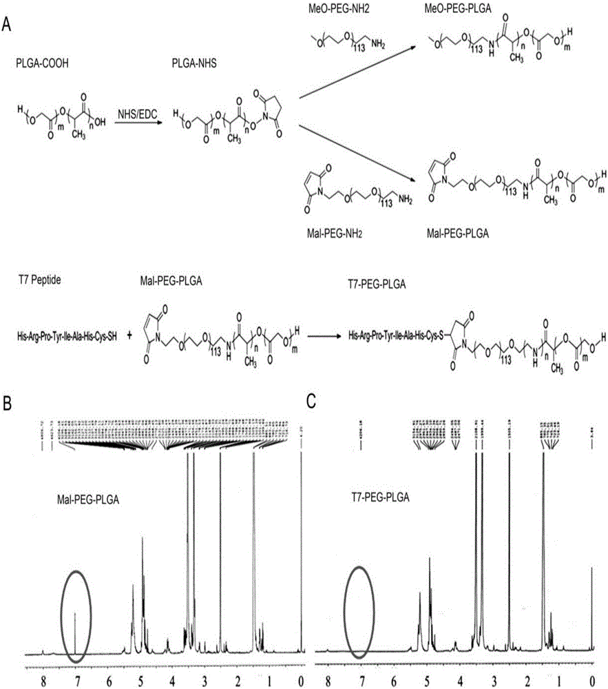 Carmustine supported glioma targeted polymer micelle and preparation method thereof