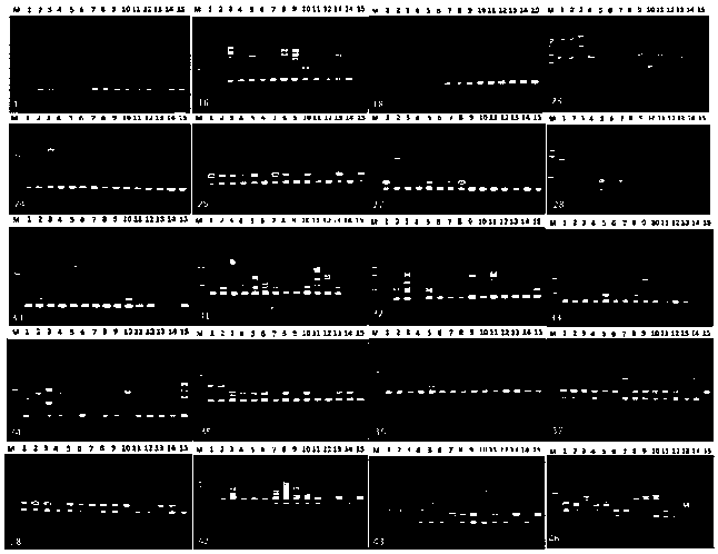Method for developing bidens bipinnata plant SSR (Simple Sequence Repeats) primer based on transcriptome sequencing