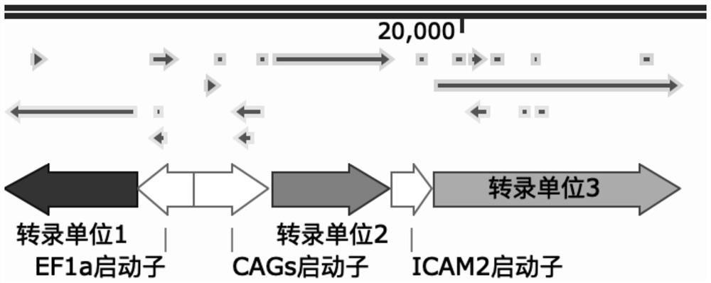 Active gene modified pig skin for covering and repairing human skin wounds and application of active gene modified pig skin