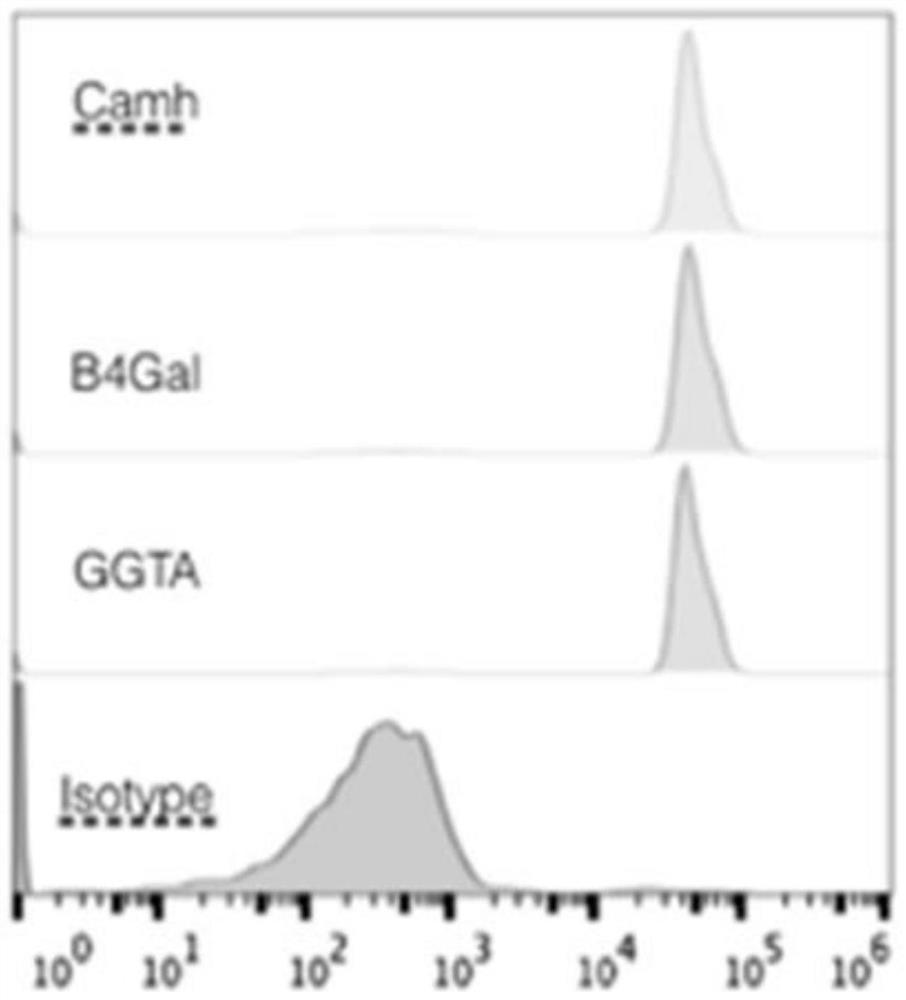 Active gene modified pig skin for covering and repairing human skin wounds and application of active gene modified pig skin