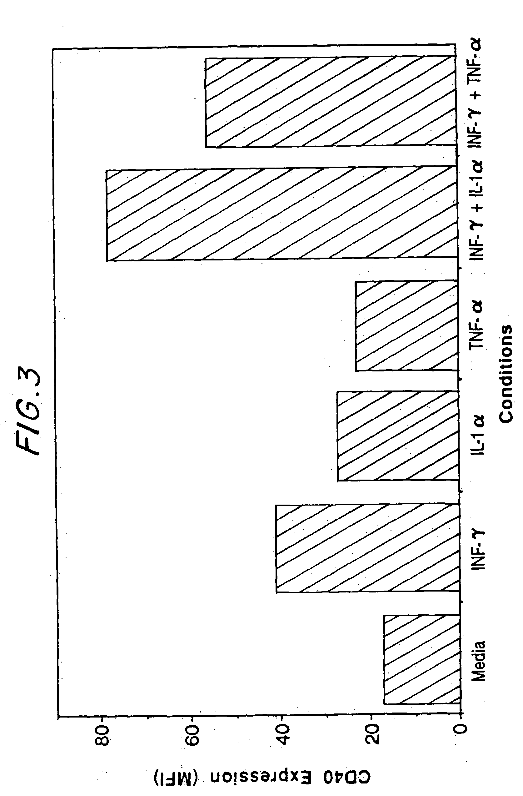 Therapeutic applications for the anti-T-BAM (CD40-1) monoclonal antibody 5C8