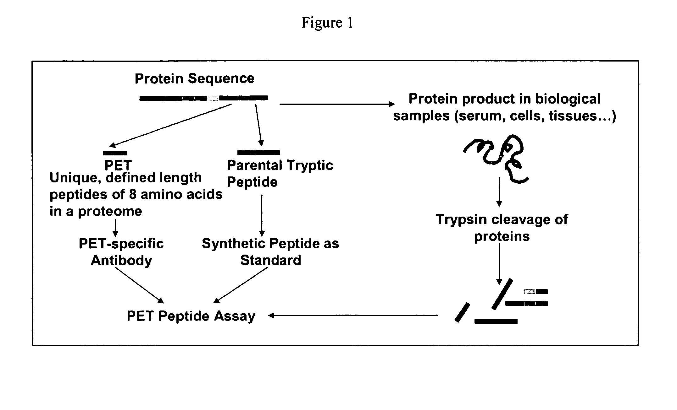 Small molecule and peptide arrays and uses thereof