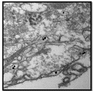 Preparation method and application of plasma chiral nano-gold dimer based on polarization effect