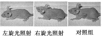 Preparation method and application of plasma chiral nano-gold dimer based on polarization effect