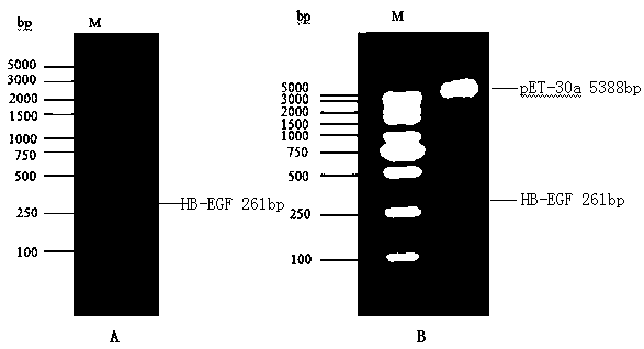 Polypeptides with anticoagulant activity screened by phage display technology