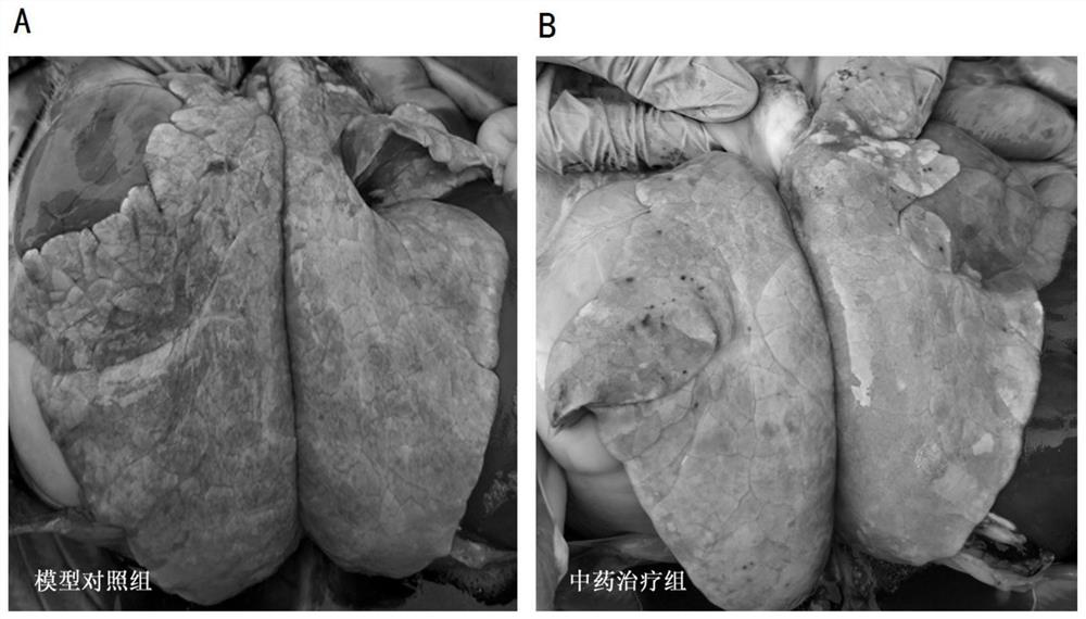 Traditional Chinese medicine prescription for treating porcine reproductive and respiratory syndrome and preparation method thereof