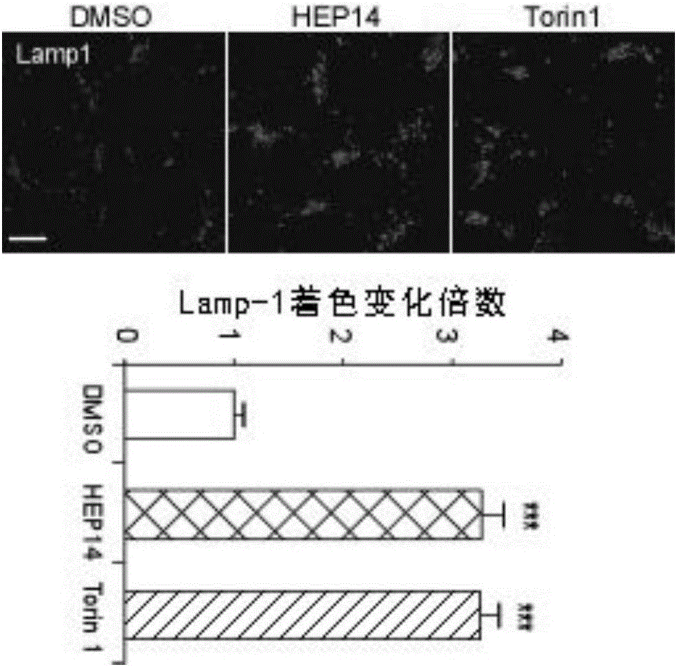 Ingenol and application of derivative of ingenol in enhancement of generation of lysosome