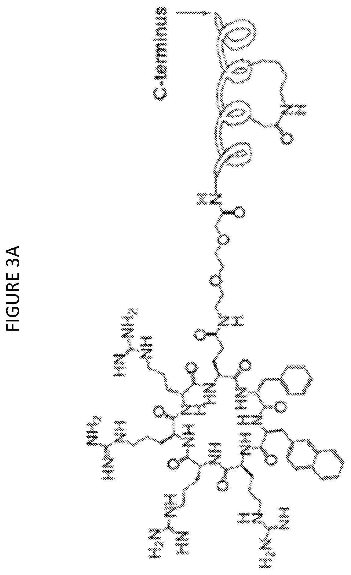 Stapled beta-catenin ligands