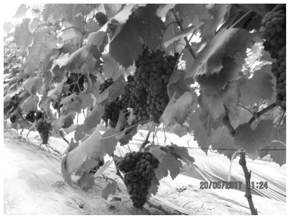 Annual double-cropping cultivation method for greenhouse grapes