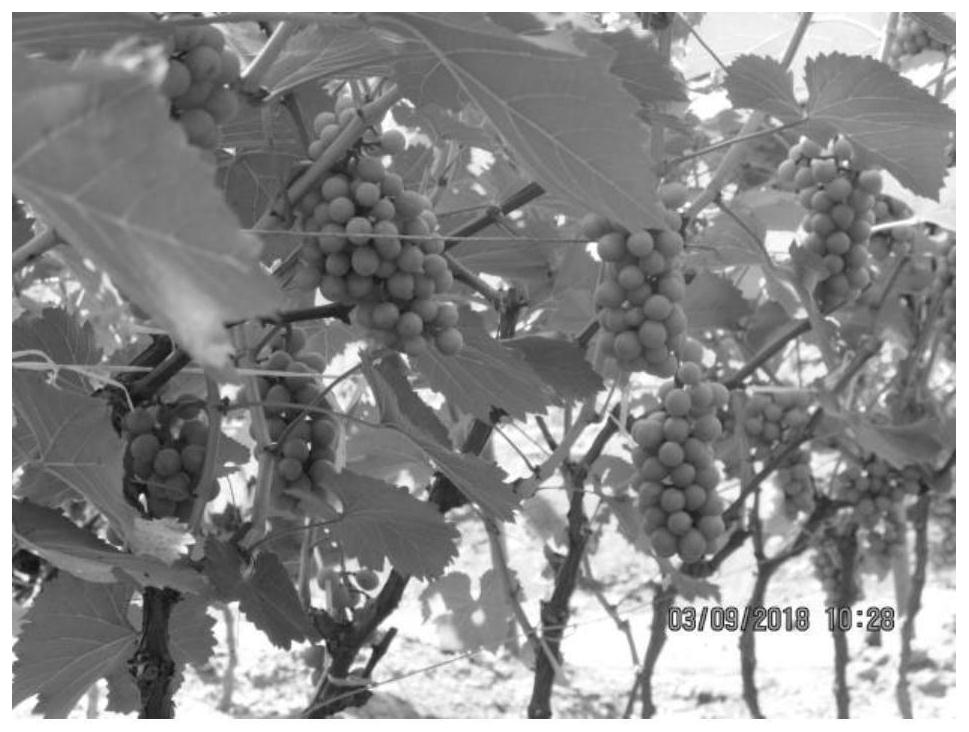 Annual double-cropping cultivation method for greenhouse grapes