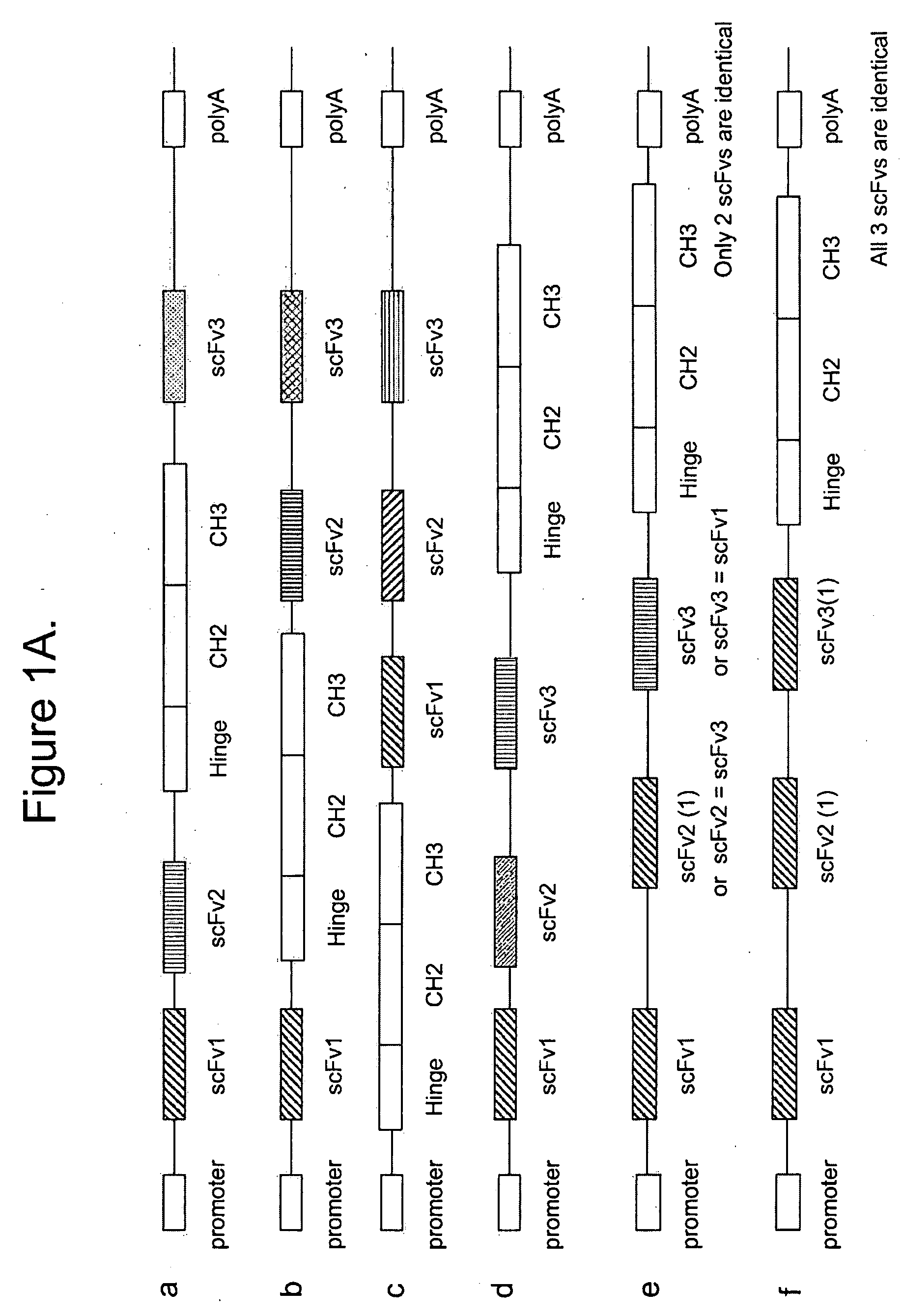 Multispecific epitope binding proteins and uses thereof