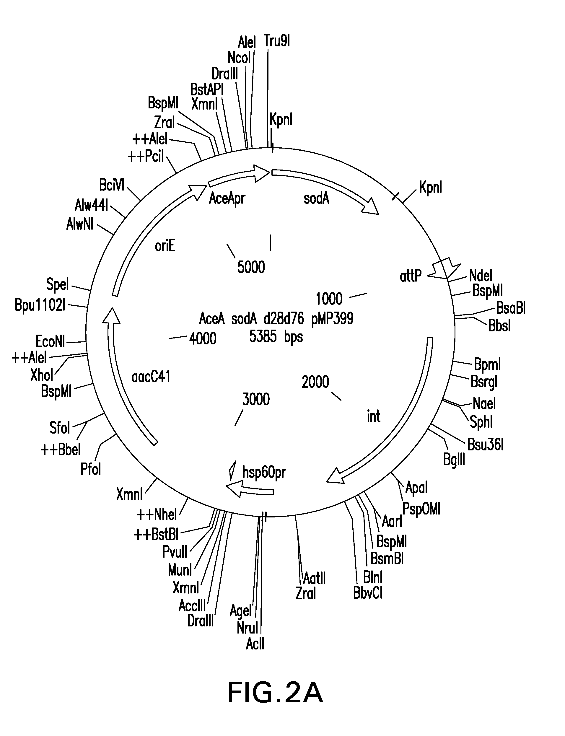 Methods of enhancing the immunogenicity of mycobacteria and compositions for the treatment of cancer, tuberculosis, and fibrosing lung diseases