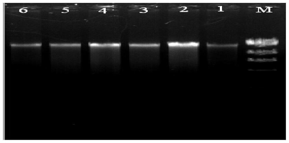 DNA bar code, primer pair, kit and method for identifying aquatic coleoptera Mycoiliaceae Mycoiliaceae Mycoiliaceae Mycoiliaceae insects