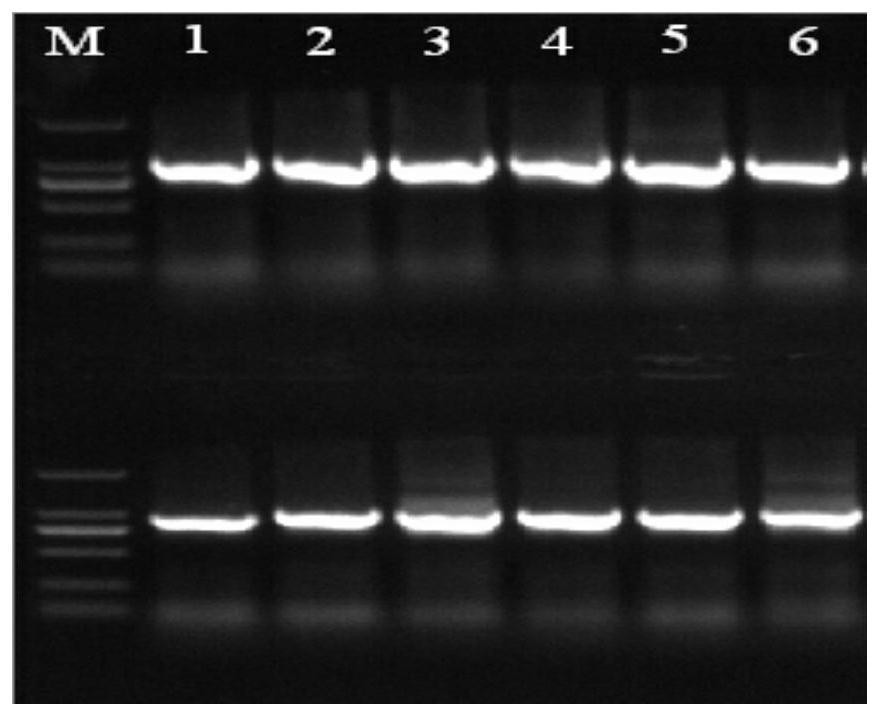 DNA bar code, primer pair, kit and method for identifying aquatic coleoptera Mycoiliaceae Mycoiliaceae Mycoiliaceae Mycoiliaceae insects