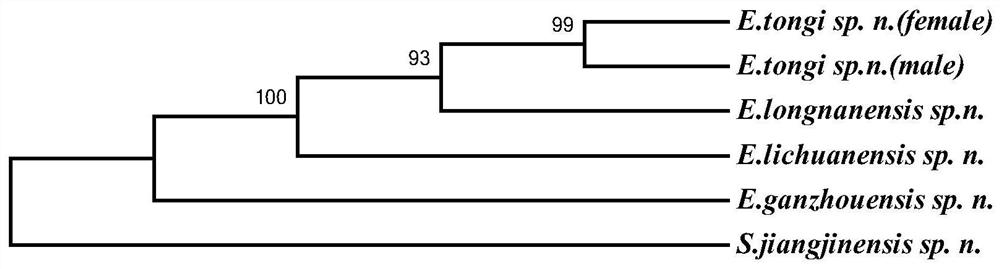 DNA bar code, primer pair, kit and method for identifying aquatic coleoptera Mycoiliaceae Mycoiliaceae Mycoiliaceae Mycoiliaceae insects