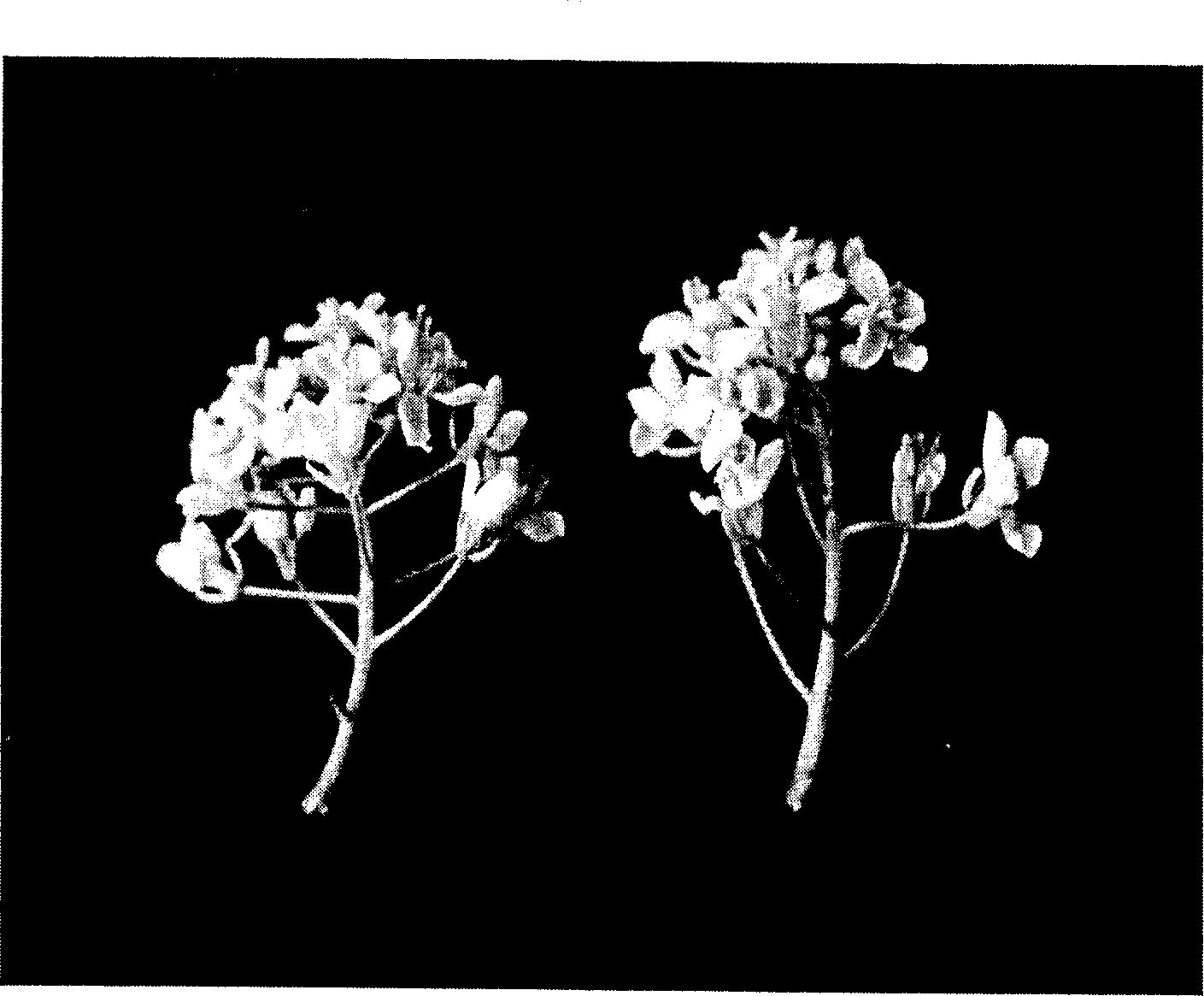 Cabbage hybrid breeding method