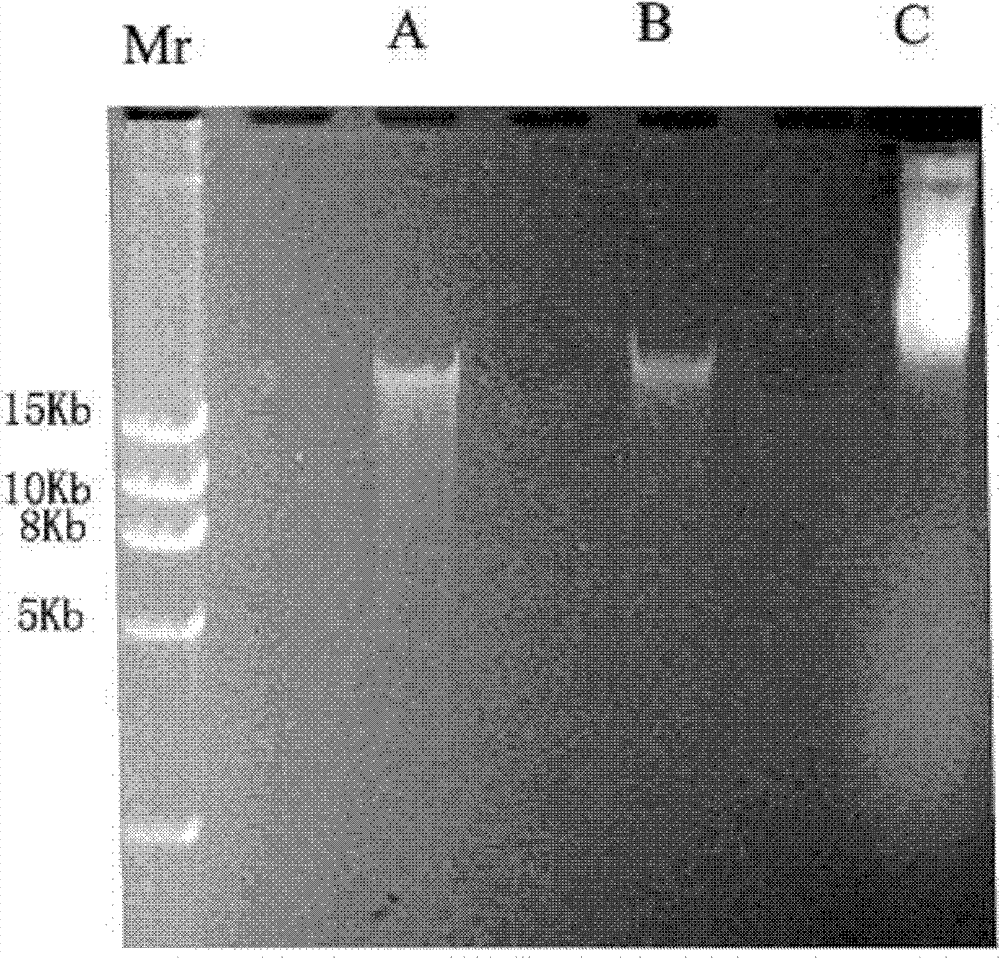 Method for extracting high molecular weight genome DNA from environmental sample