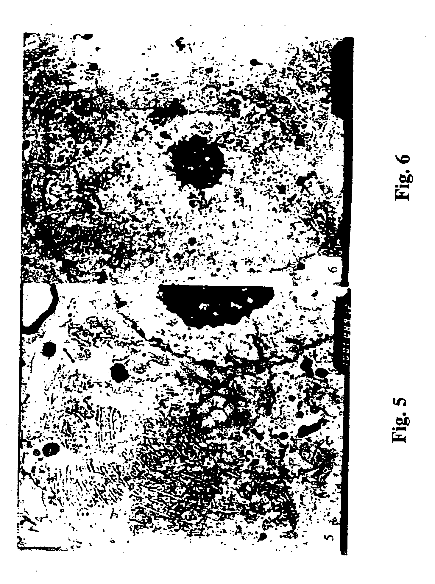 Sporoderm-broken germination-activated ganoderma lucidum spores for protection of dopaminergic neurons and treatment of Parkinson's disease