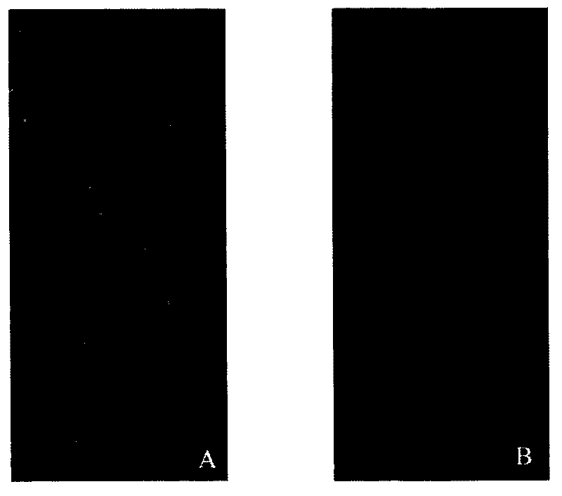 Application of utilizing bacillus subtilis spore coat protein CotX as molecular carrier adopting spore surface to display exogenous proteins