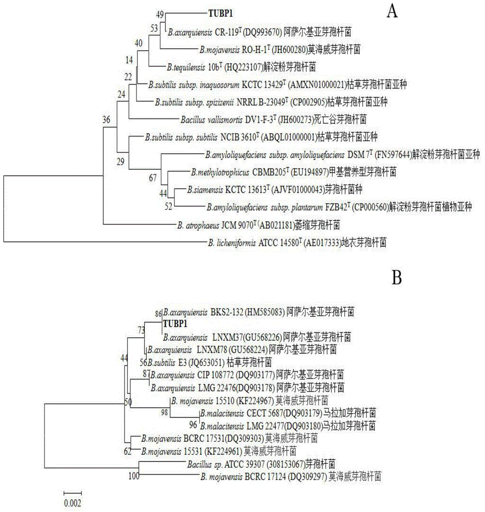 Application of bacillus axarquiensis to prevention and treatment of verticillium dahliae