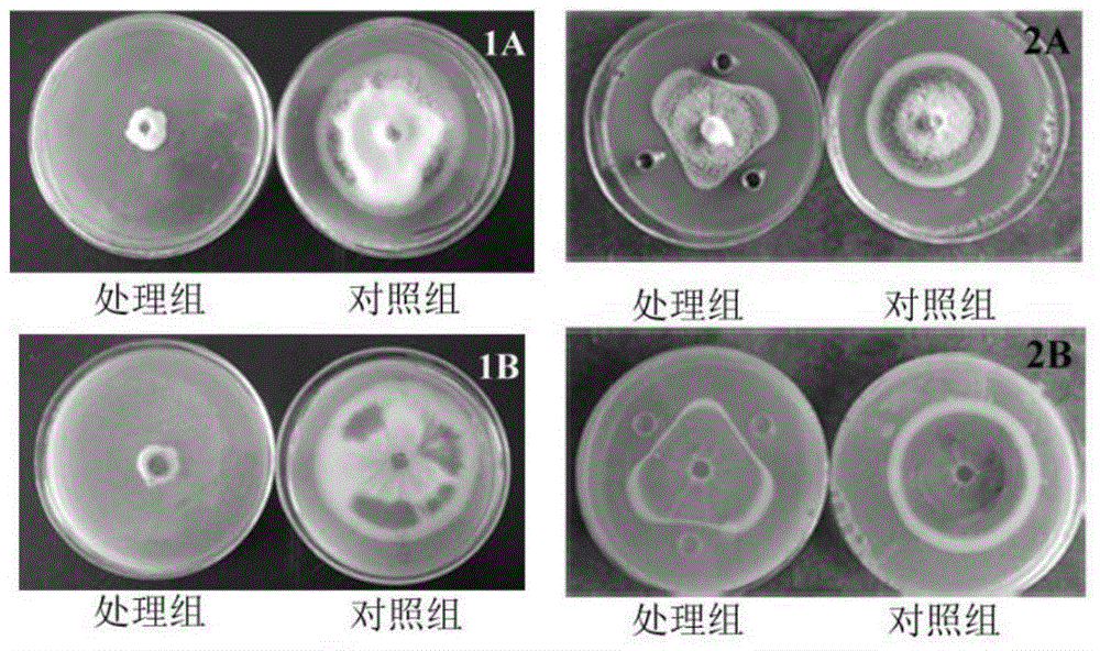 Application of bacillus axarquiensis to prevention and treatment of verticillium dahliae