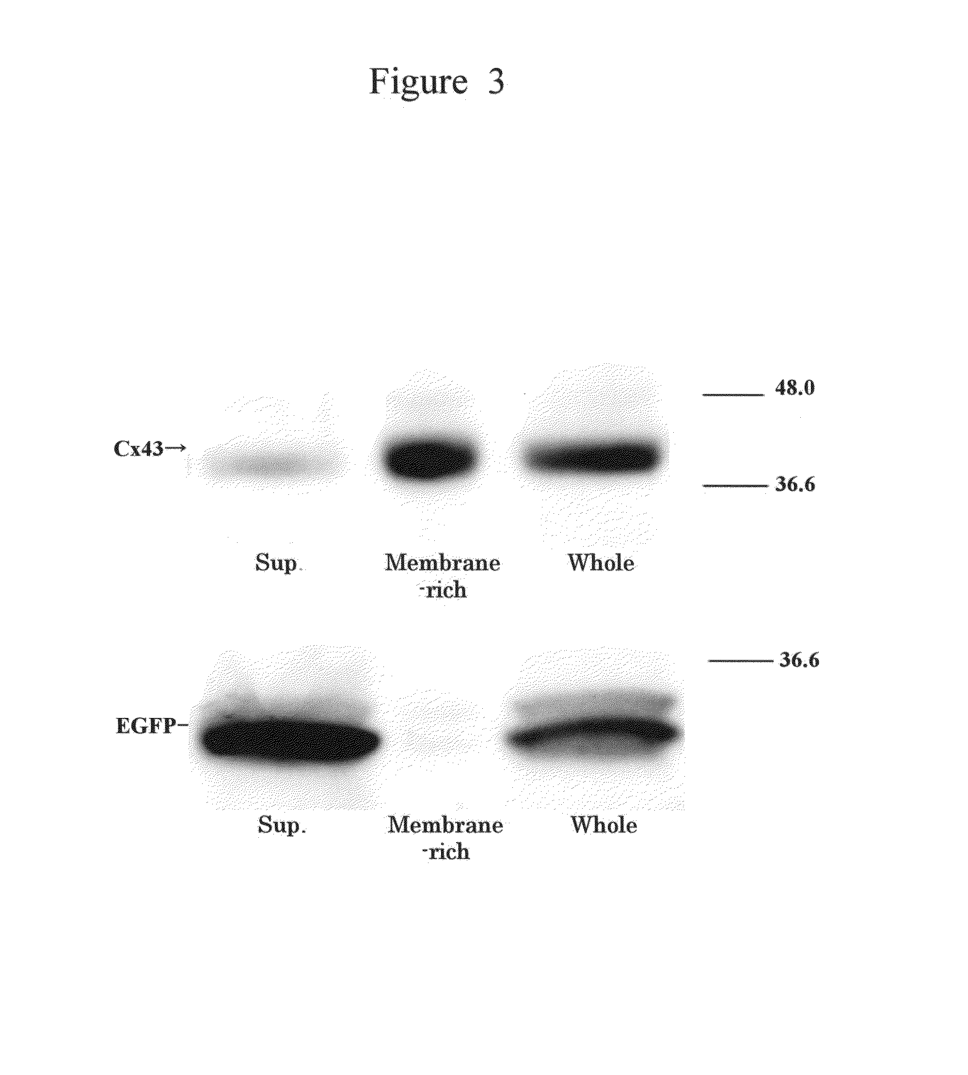 Liposome and method for injecting substance to cell using this liposome