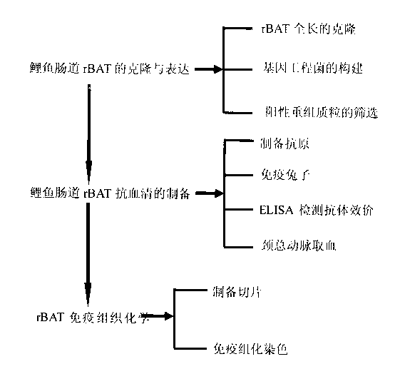 Preparation method of carp amino acid transporter transport subunit rBAT rabbit anti-antiserum