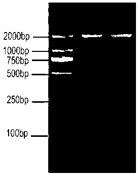 Preparation method of carp amino acid transporter transport subunit rBAT rabbit anti-antiserum