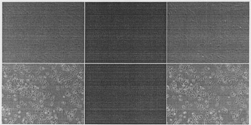 Aptamer specifically targeting inflammatory synoviocytes in rheumatoid arthritis and its application