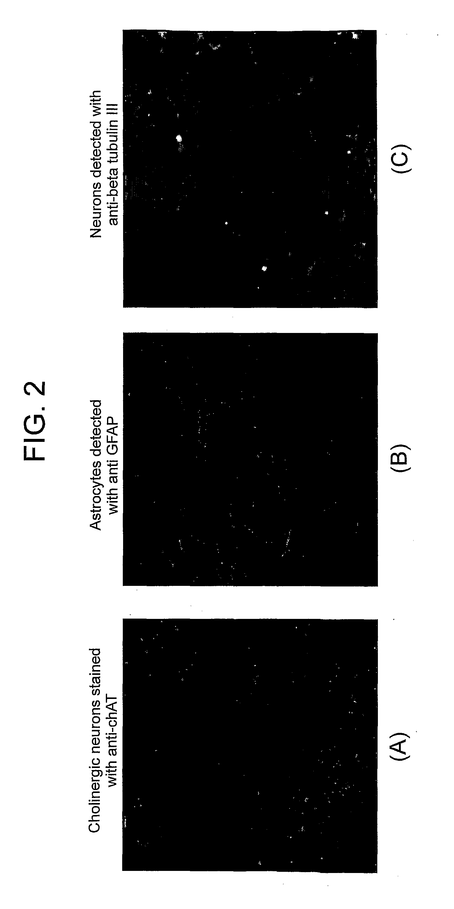 Method of Producing Organotypic Cell Cultures