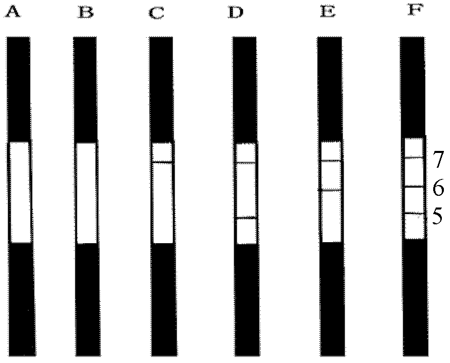 Reagent strip for carrying out joint detection on Toxoplasma gondii IgM (immunoglobulin M) and IgG (immunoglobulin G) antibodies and preparation method thereof