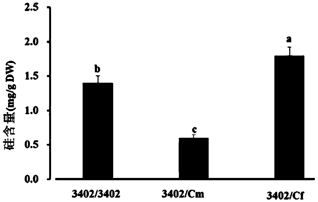 Cucumber CsLsi2 gene, protein coded by same and application of cucumber CsLsi2 gene