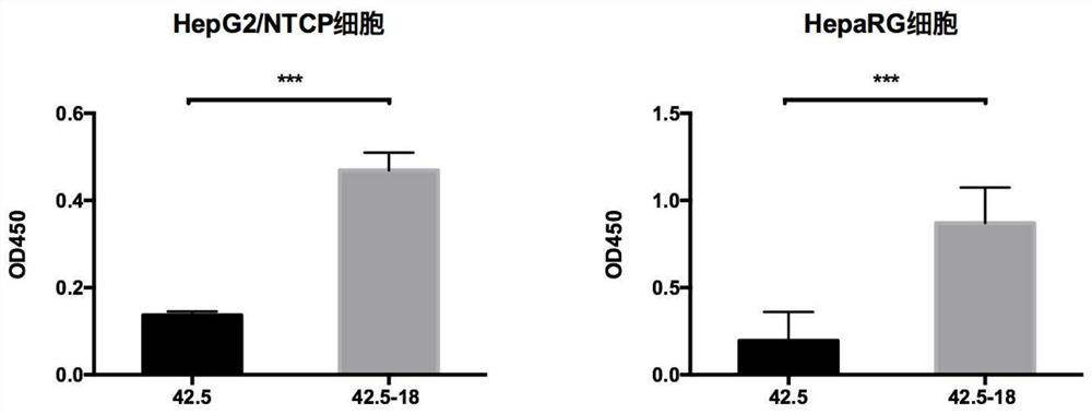 Hepatitis B virus vector and application thereof