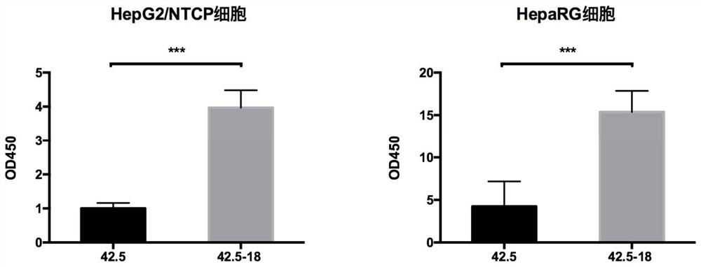 Hepatitis B virus vector and application thereof