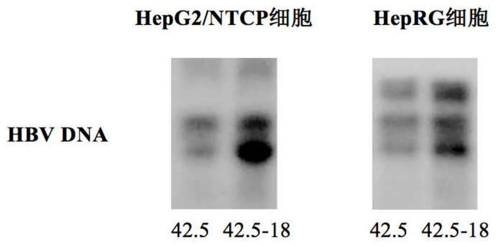 Hepatitis B virus vector and application thereof