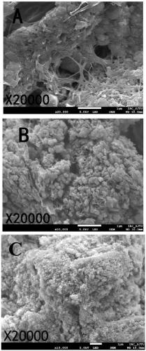 Preparation method of heavy metal adsorbent based on shrimp shell biomass charcoal with high specific surface area