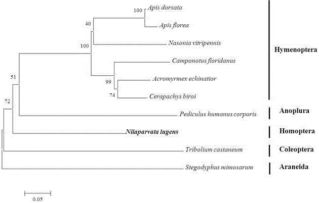 nlpik3r1 gene, encoded protein and its application related to the survival, growth and development of brown planthopper