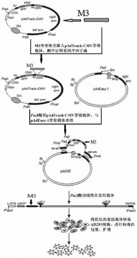 BCR-ABL fusion protein mutant, encoding gene and expression carrier thereof, and construction method and application of the expression carrier
