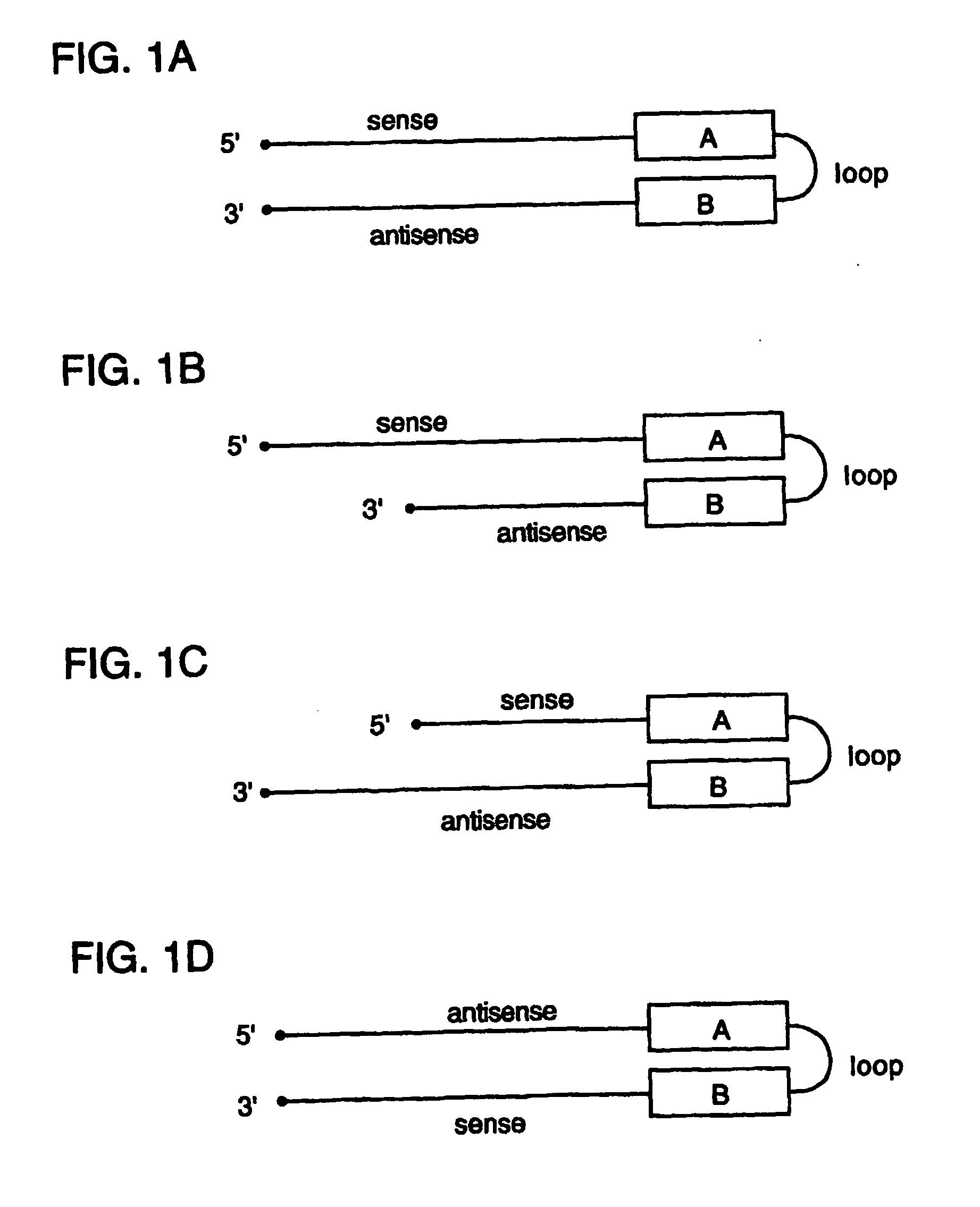 Double stranded rna structures and constructs, and methods for generating and using the same
