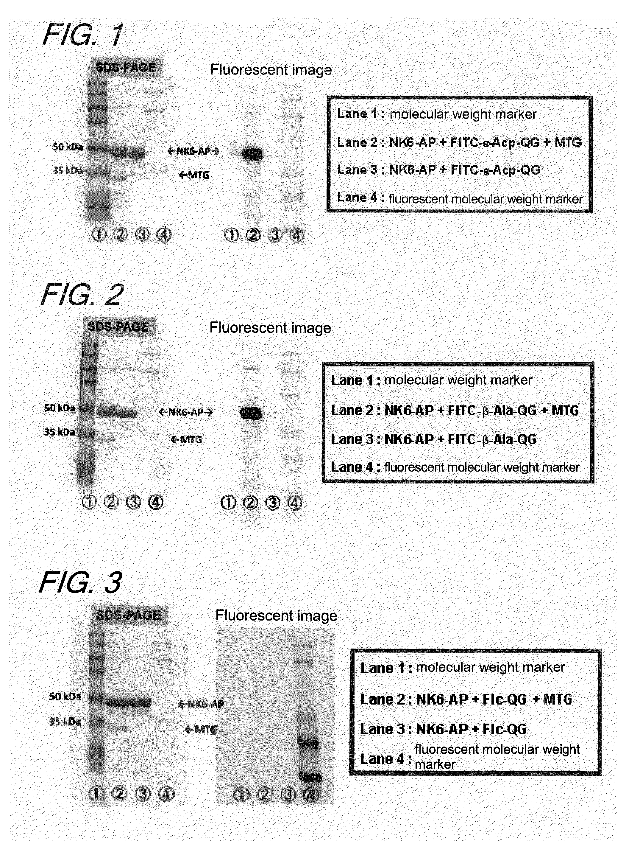Enzyme substrate for labeling of protein