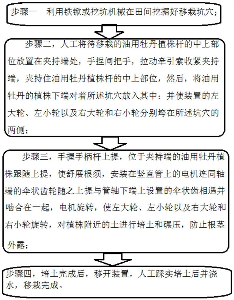 A kind of transplanting device and method of Fengdan