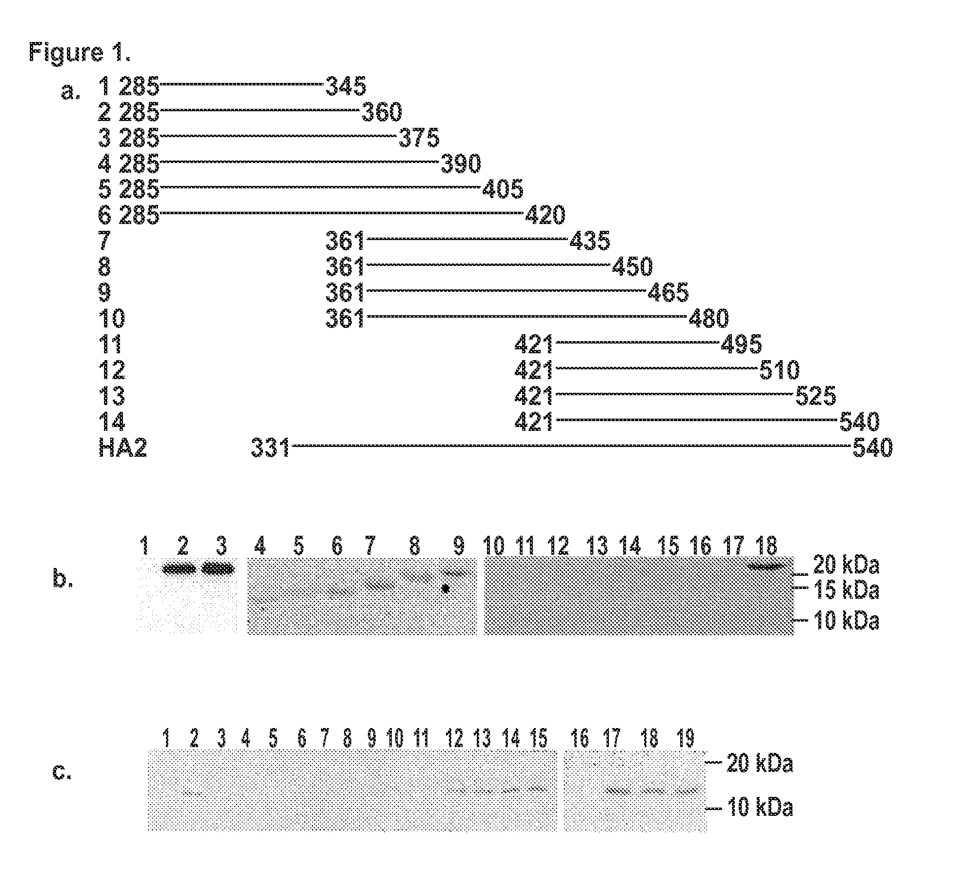 Monoclonal antibodies specific to the fusion peptide from hemagglutinin from influenza A viruses and uses thereof