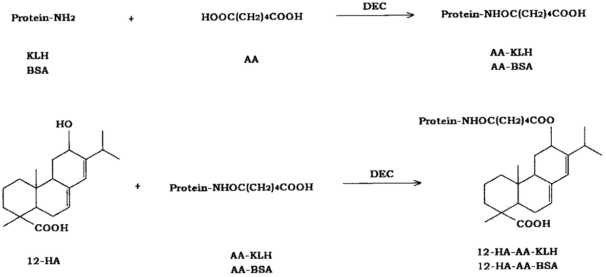 Synthesis method of abietic acid artificial antigen