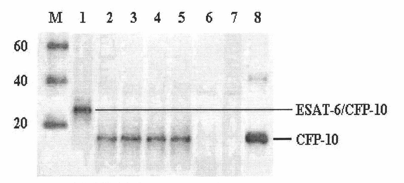 Monoclonal antibody TBCD6 resistant to mycobacterium tuberculosis CFP-10 and application