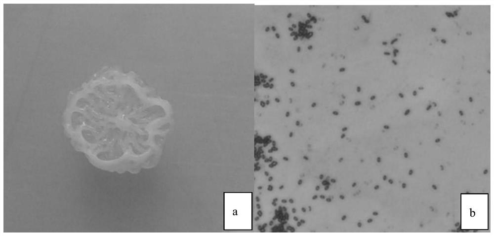 A strain of Bacillus atrophaeus effective against Lycium barbarum leaf blight, biological agent and its application