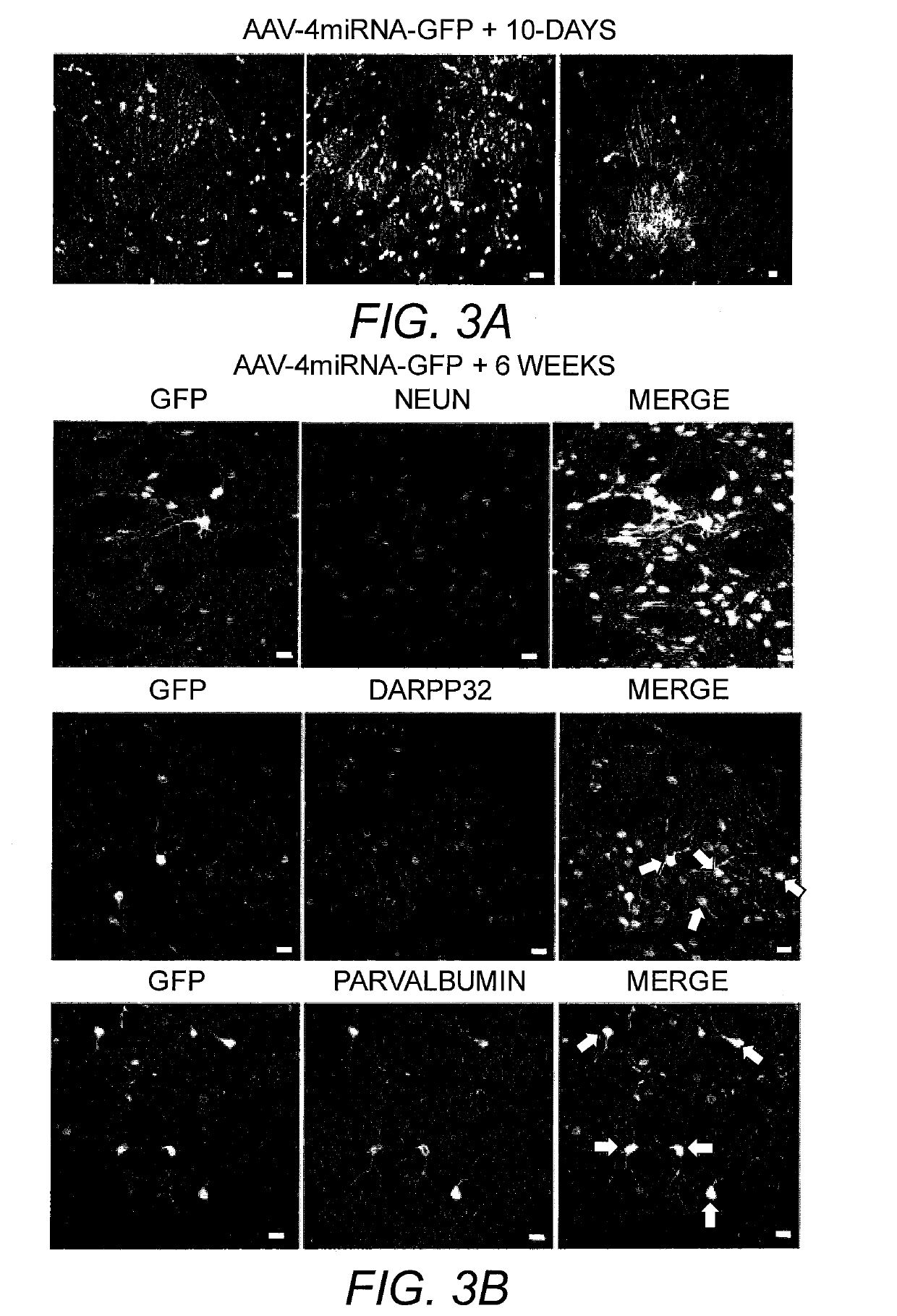 Generation of neurons by reprogramming of oligodendrocytes and oligodendrocyte precursor cells